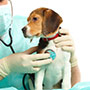 Servicios Veterinarios